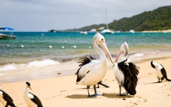 top family friendly beaches moreton bay