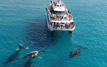 whale watching moreton bay accommodation petrie mill motel