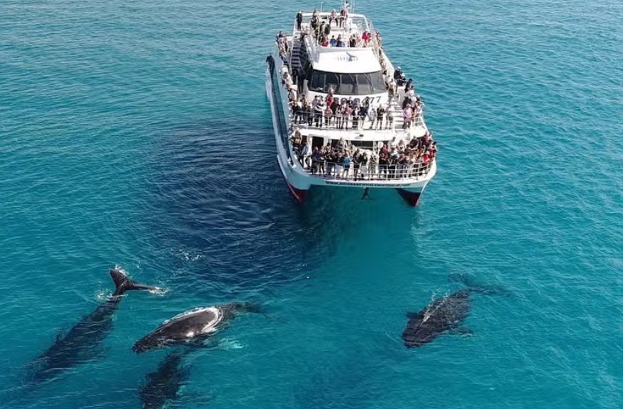 whale watching moreton bay accommodation petrie mill motel