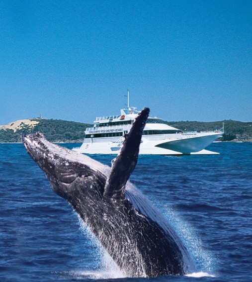 whale watching moreton bay accommodation